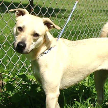 Enlarge Disco, a Adoptable Mixed Breed in Jeffersonville, IN image 1/4