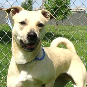 Enlarge Disco, a Adoptable Mixed Breed in Jeffersonville, IN image 2/4
