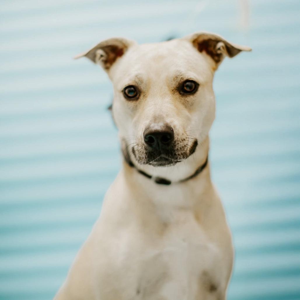 Enlarge Disco, a Adoptable Mixed Breed in Jeffersonville, IN image 3/4