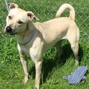 Enlarge Disco, a Adoptable Mixed Breed in Jeffersonville, IN image 4/4