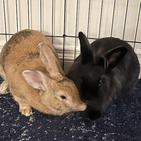 Leila & Gus photo 1