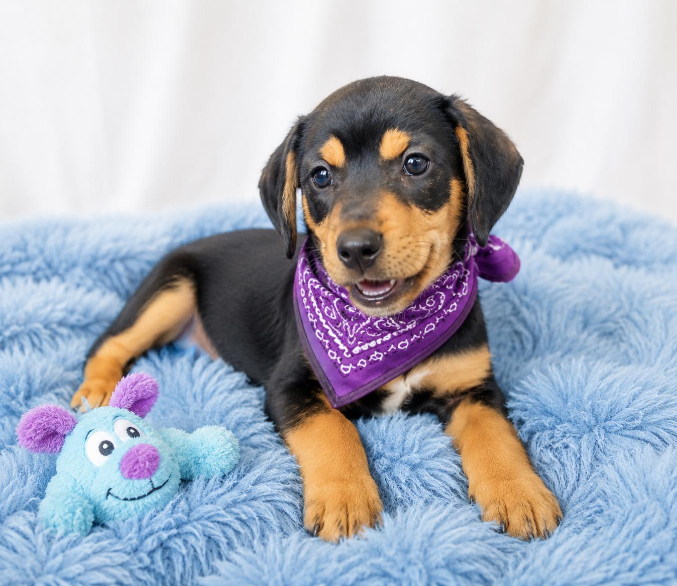 Enlarge Tucker, a Adopted Beagle in Mount Laurel, NJ image 3/3