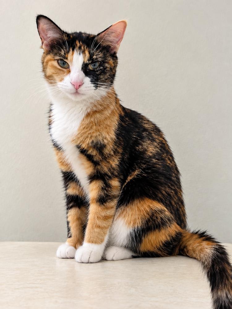 Prism, Adopted, Adult Female Domestic Short Hair & Calico.