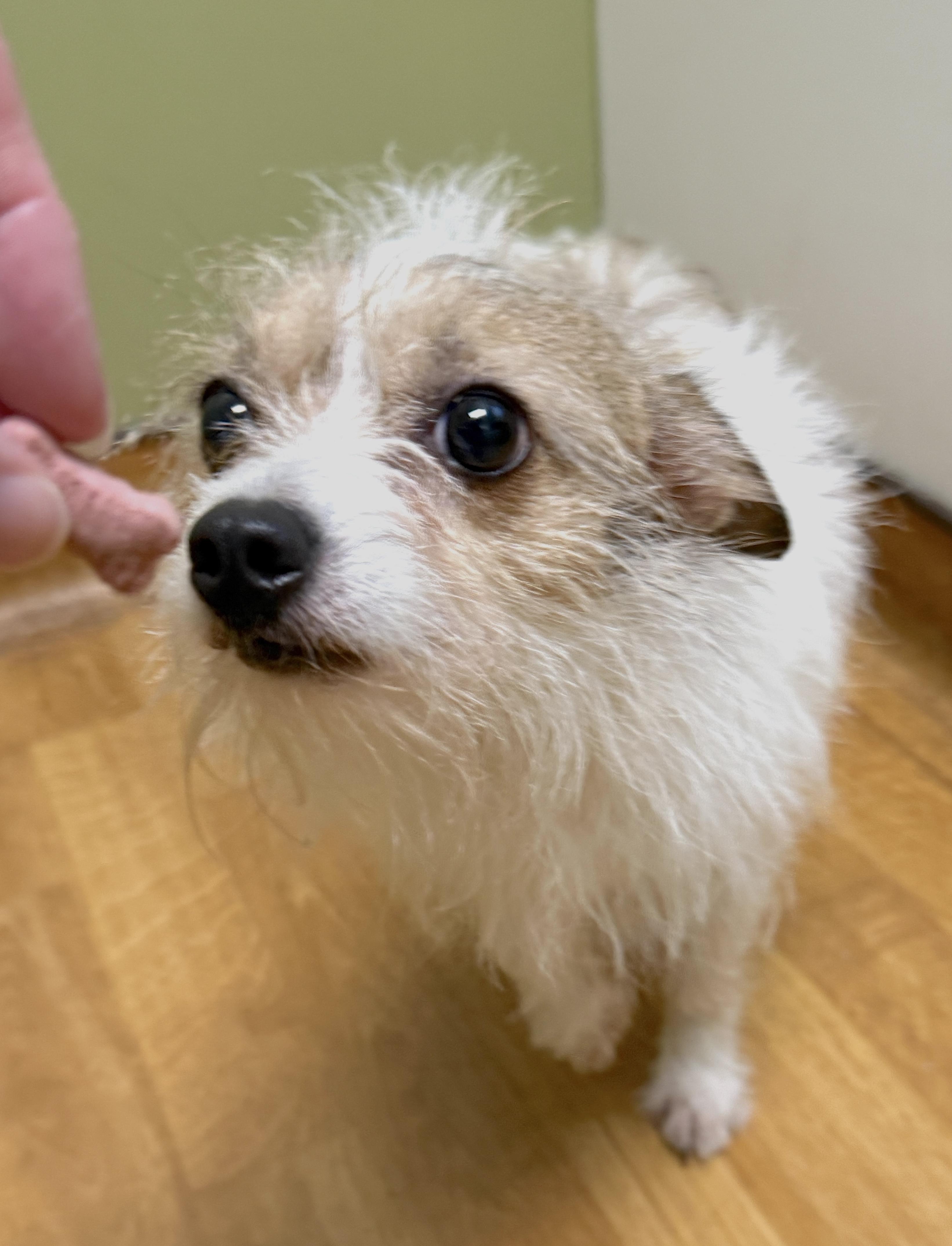 Petey, a ADOPTABLE mixed breed in Mount Airy, NC image 3/6
