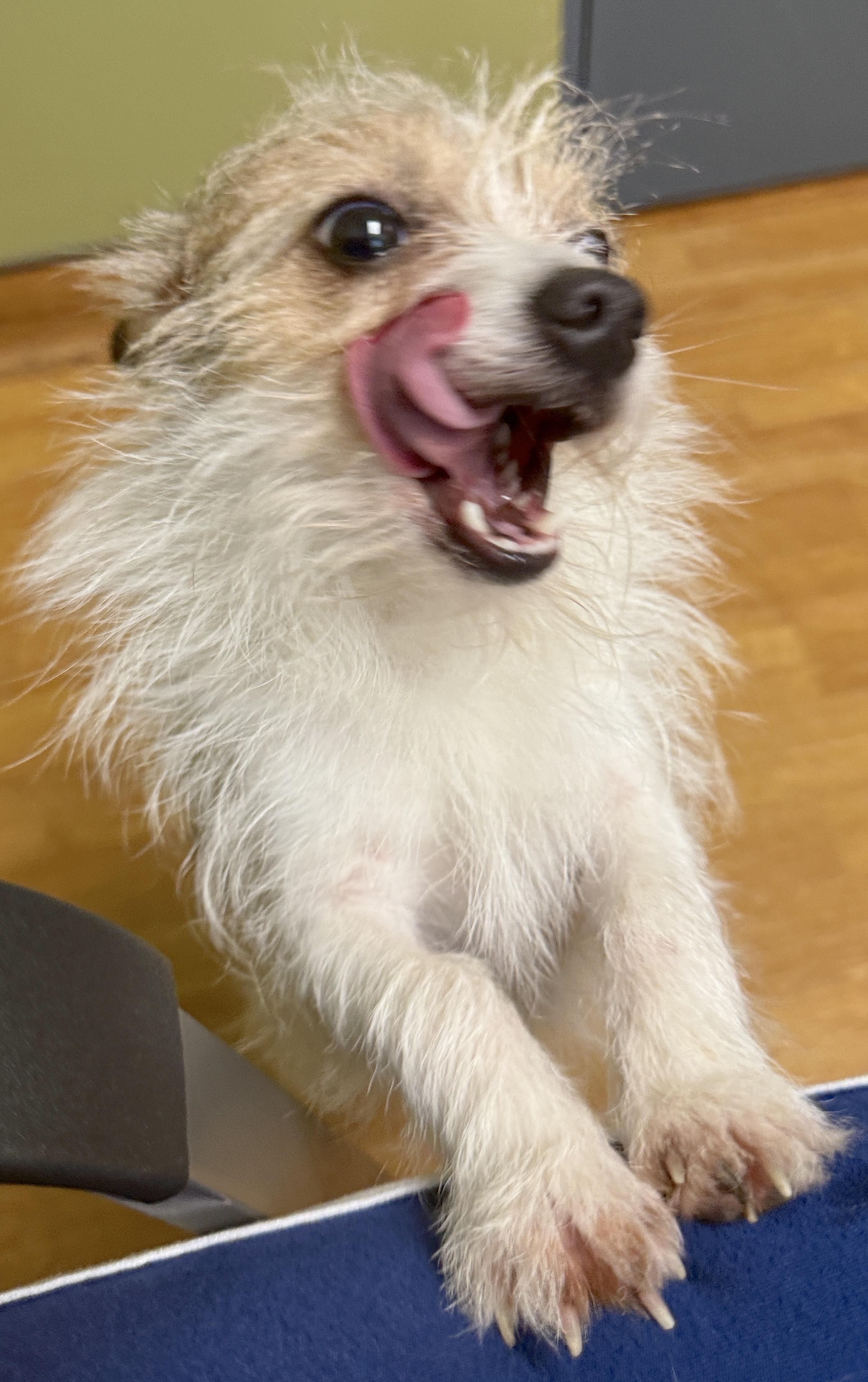 Petey, a ADOPTABLE mixed breed in Mount Airy, NC image 4/6