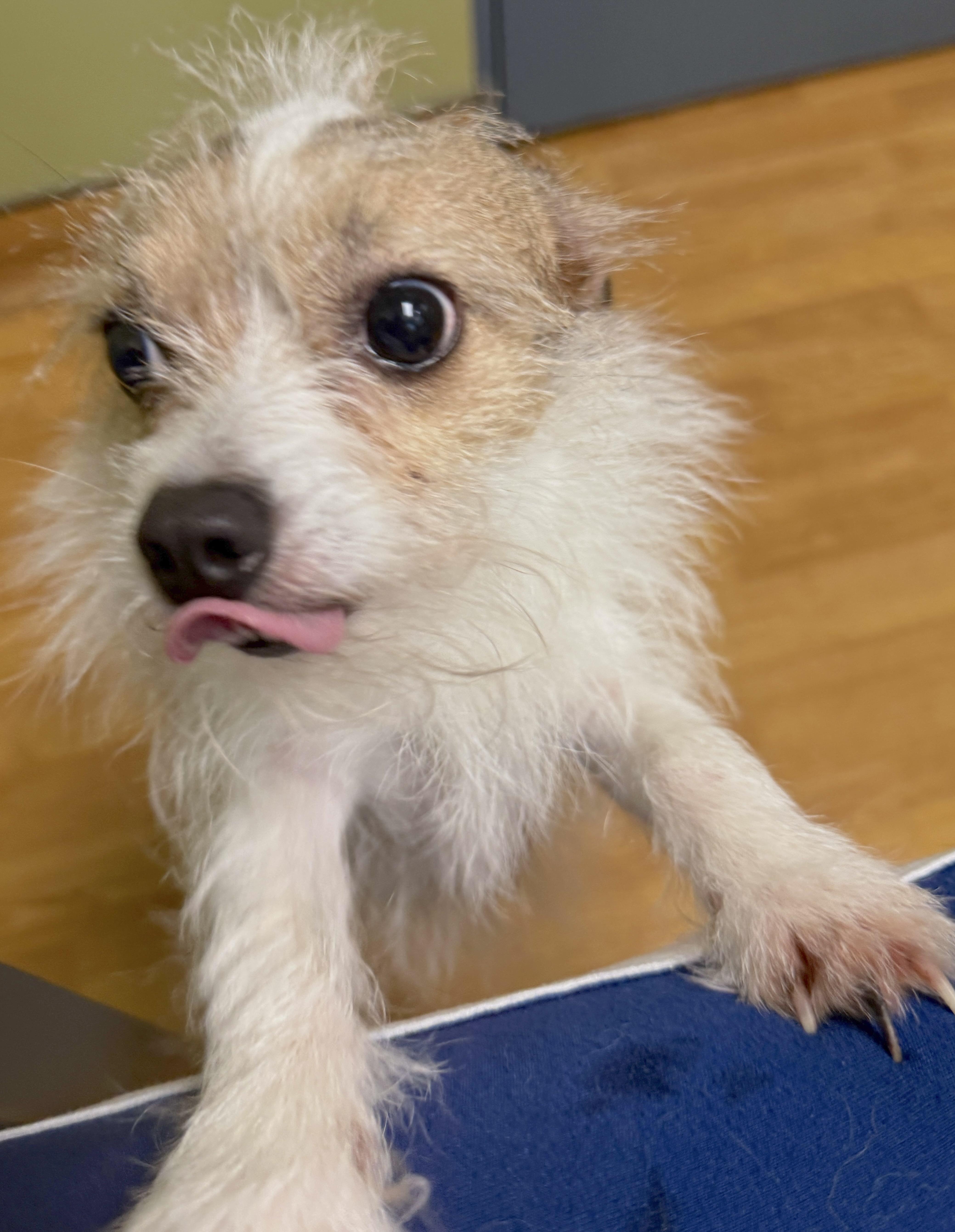 Petey, a ADOPTABLE mixed breed in Mount Airy, NC image 2/6