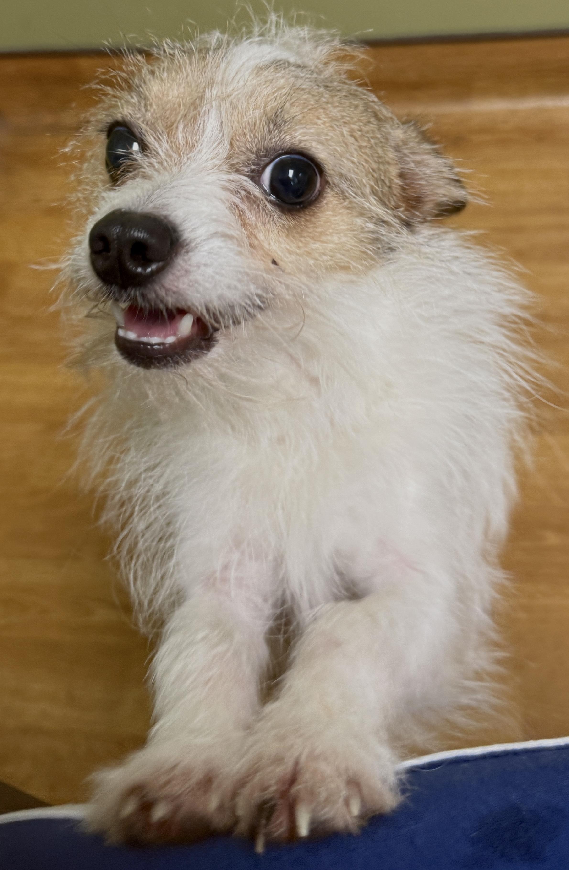 Petey, a ADOPTABLE mixed breed in Mount Airy, NC image 5/6