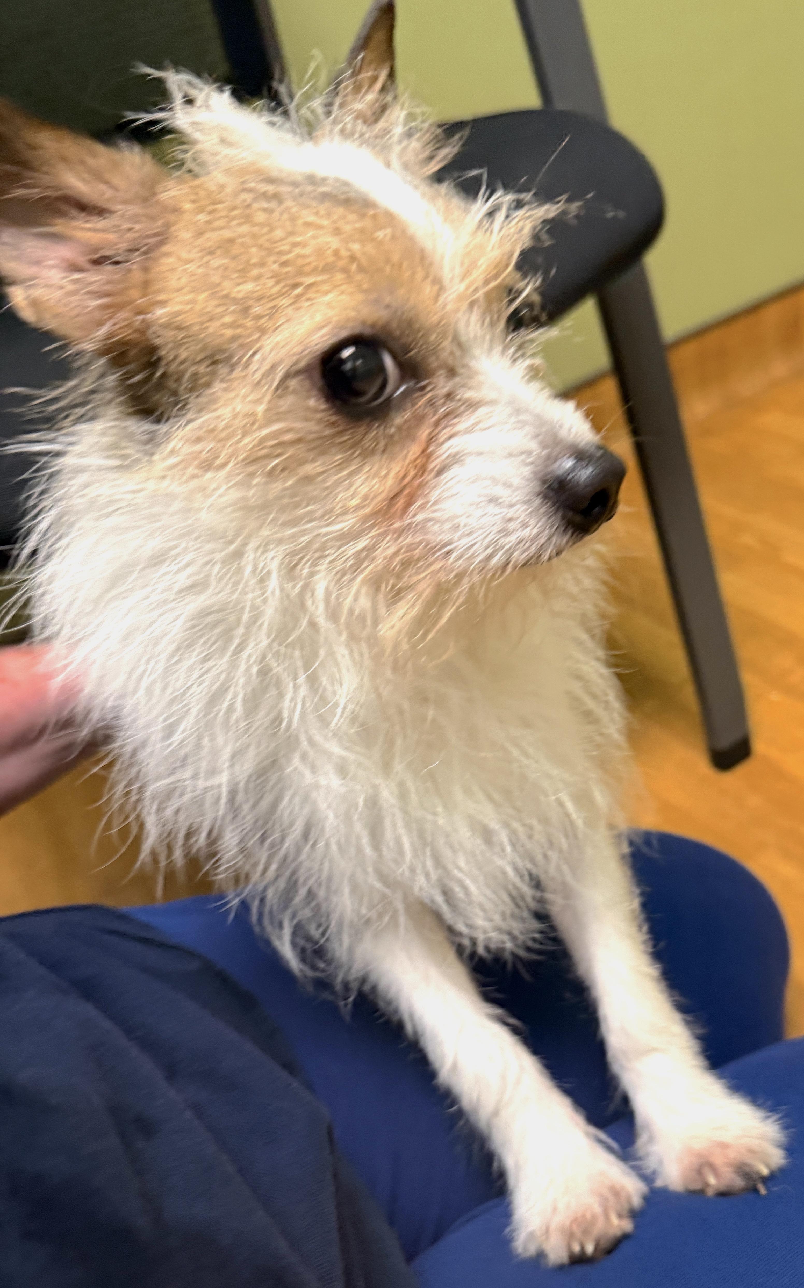 Petey, a ADOPTABLE mixed breed in Mount Airy, NC image 6/6