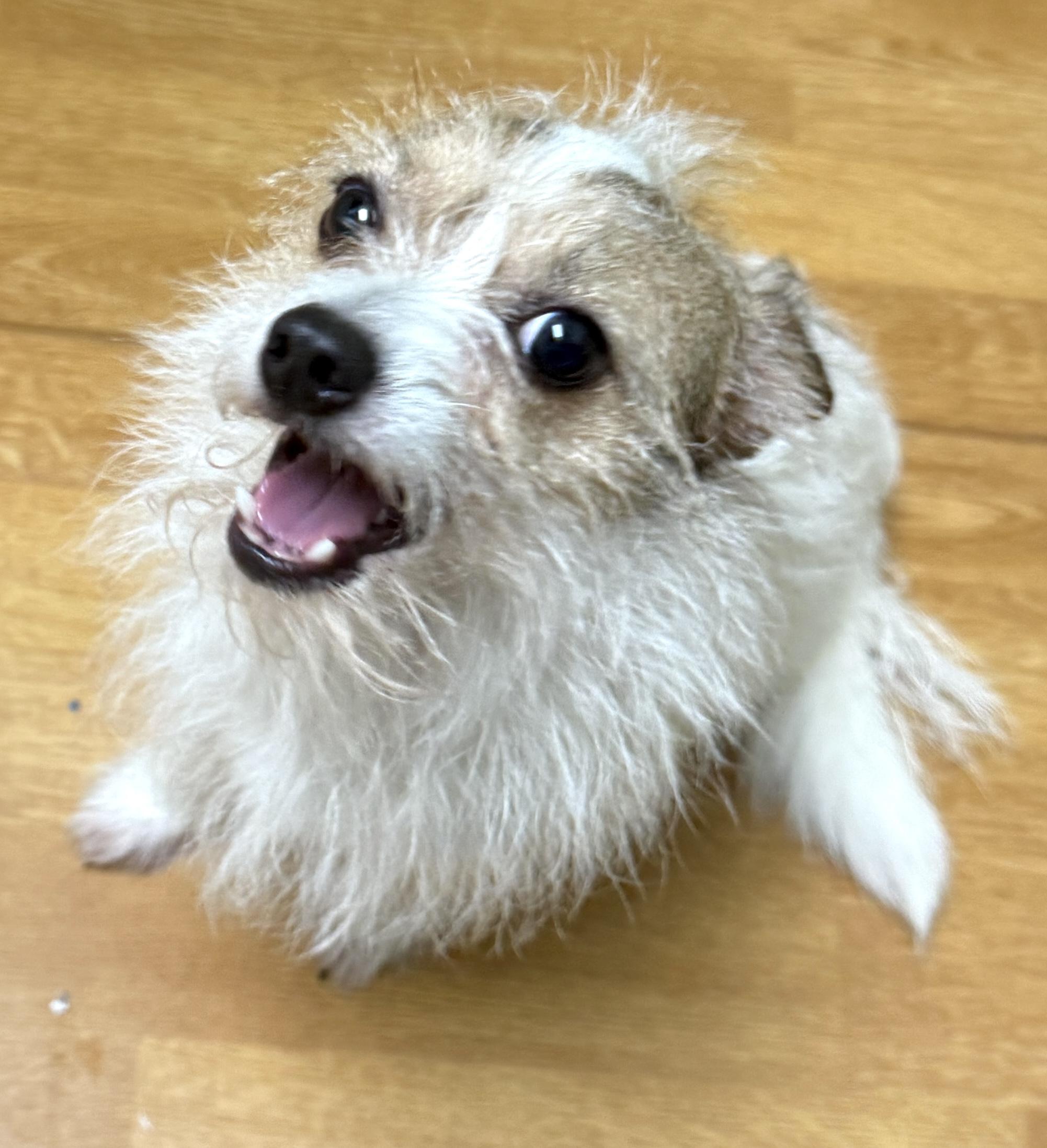 Petey, a ADOPTABLE mixed breed in Mount Airy, NC image 1/6
