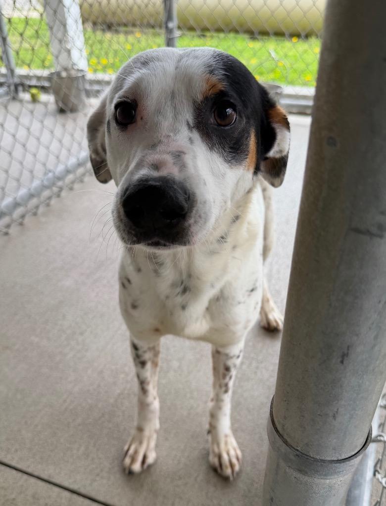Enlarge Harley, a Adoptable Treeing Walker Coonhound in Bryan, OH image 1/1