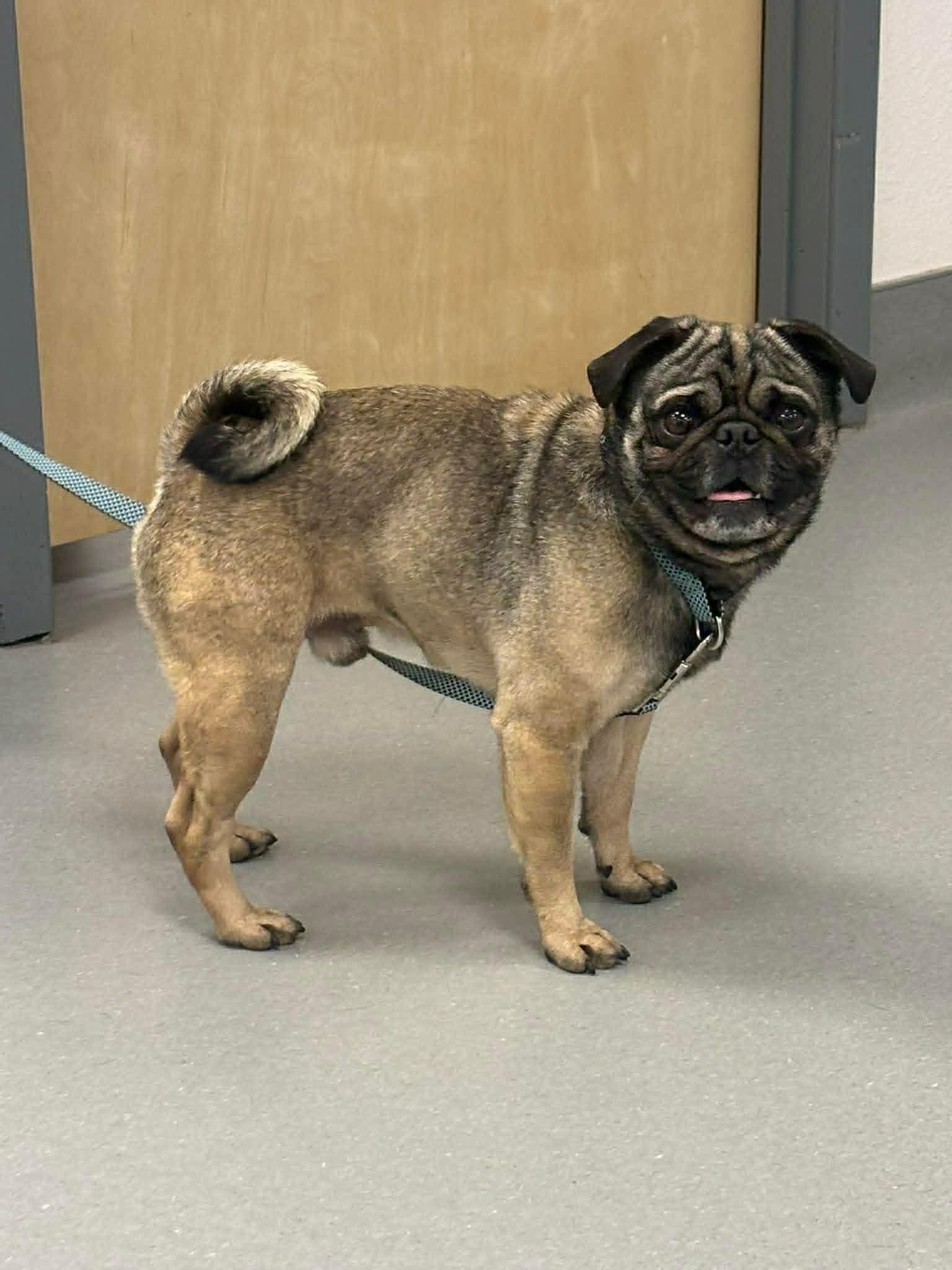 Chubbs, an adopted mixed breed in Wichita Falls, TX image 2/2