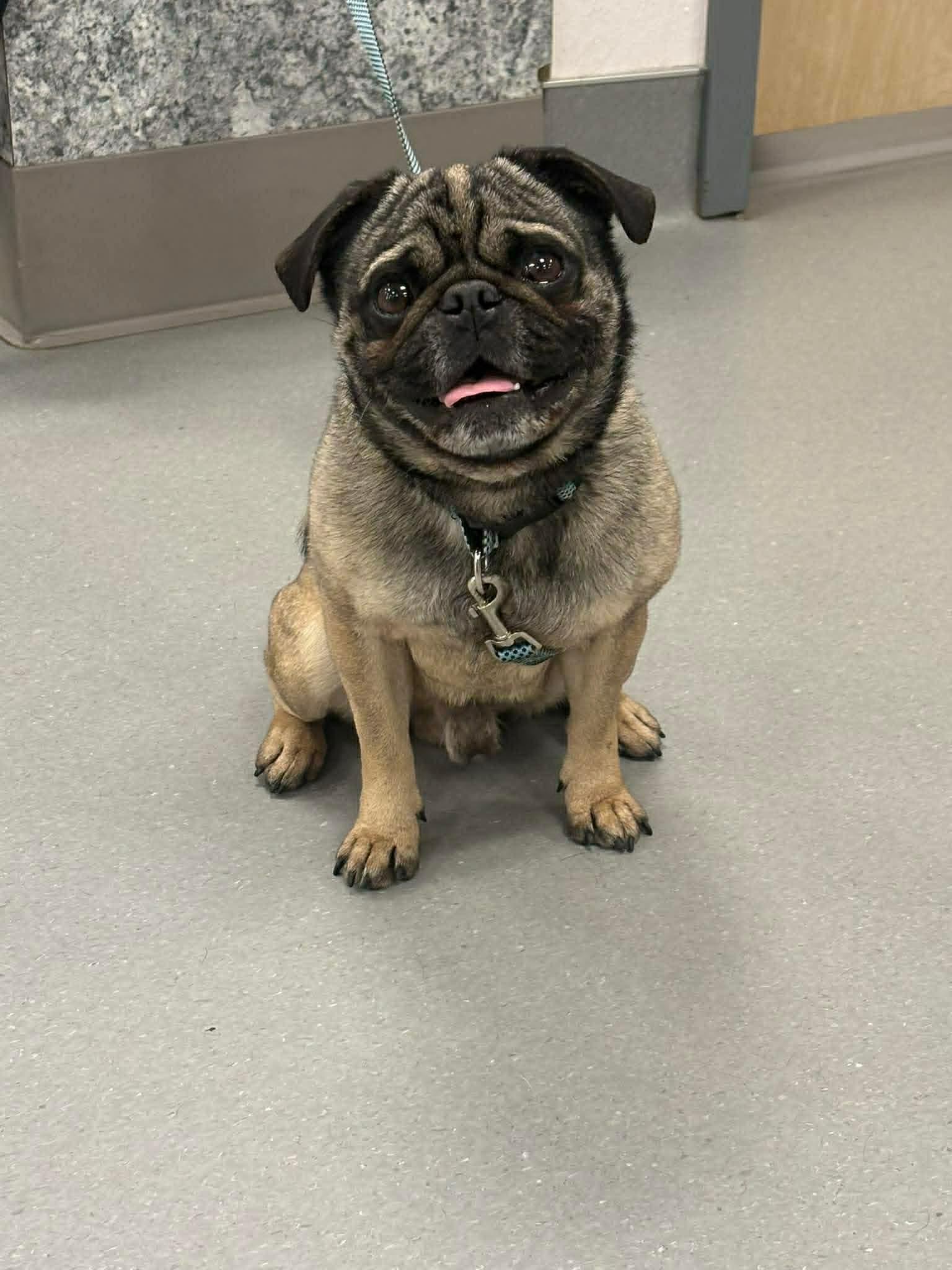 Chubbs, adopted, Young Male Pug.