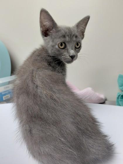 Luxia, Adoptable, Young Female Domestic Medium Hair & Domestic Short Hair.