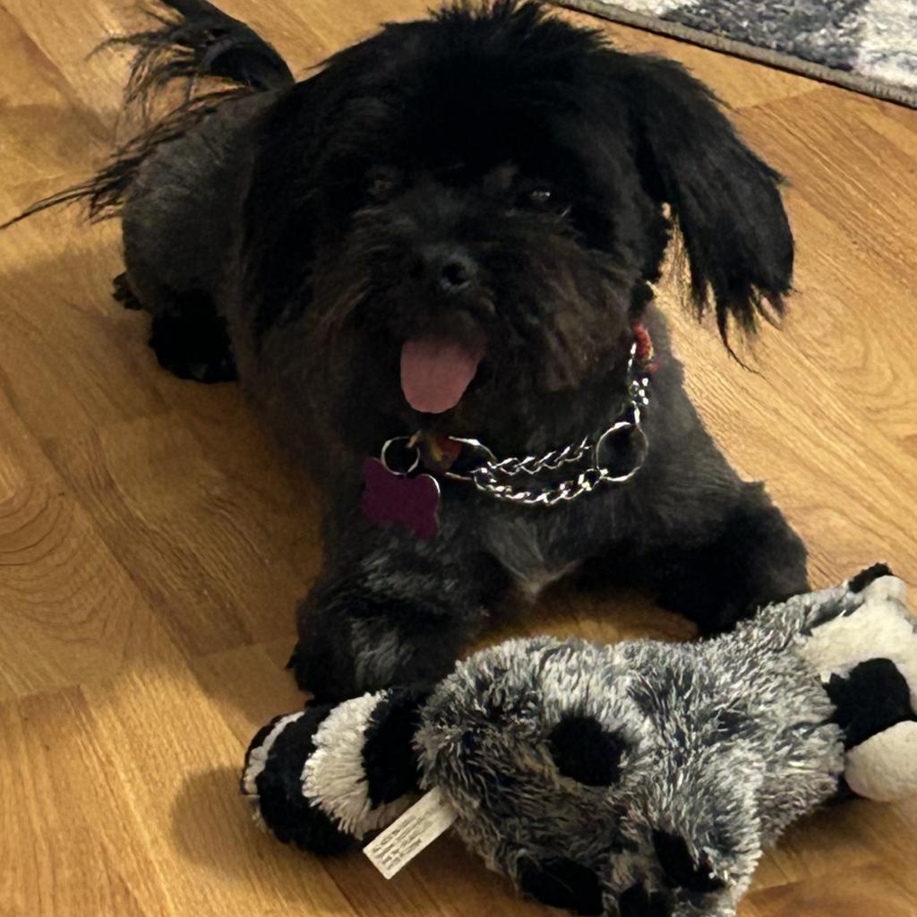 Wrigley, Adoptable, Adult Male Shih Tzu.