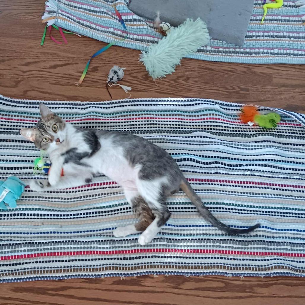 Enlarge Tori, a Adoptable Domestic Medium Hair in Osawatomie, KS image 1/4