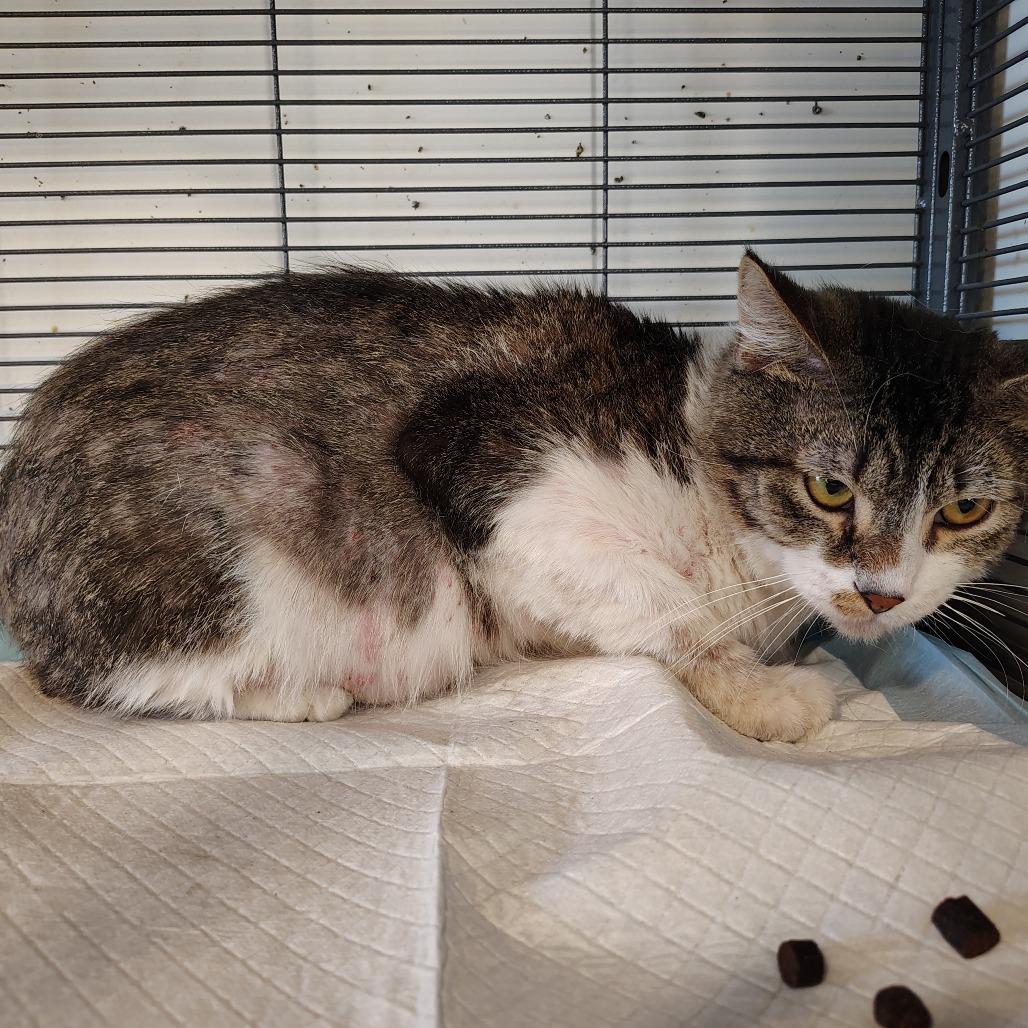 Enlarge Tori, a Adoptable Domestic Medium Hair in Osawatomie, KS image 2/4