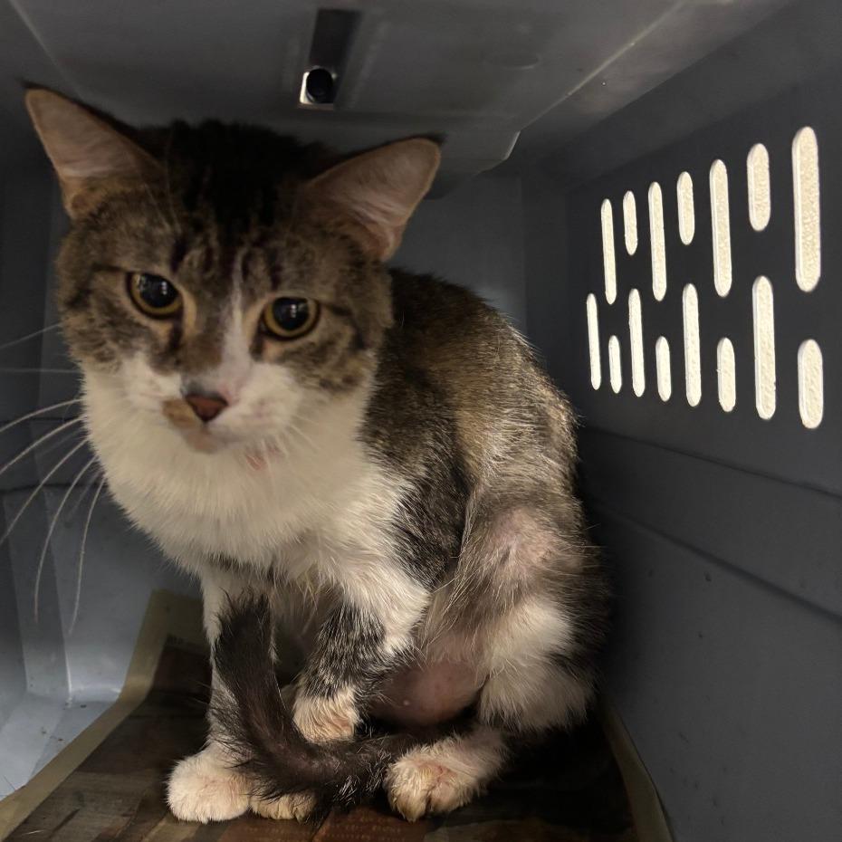 Enlarge Tori, a Adoptable Domestic Medium Hair in Osawatomie, KS image 3/4