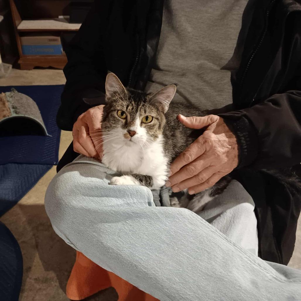 Enlarge Tori, a Adoptable Domestic Medium Hair in Osawatomie, KS image 4/4