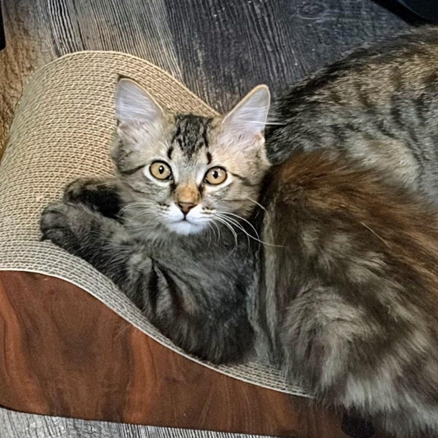 Enlarge Cuddles, a ADOPTABLE Domestic Long Hair in Murfreesboro, TN image 1/4