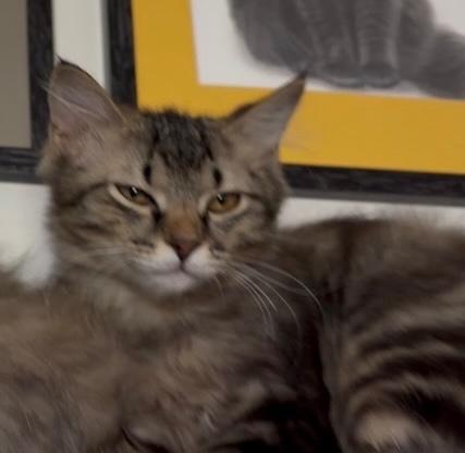 Enlarge Cuddles, a ADOPTABLE Domestic Long Hair in Murfreesboro, TN image 3/4