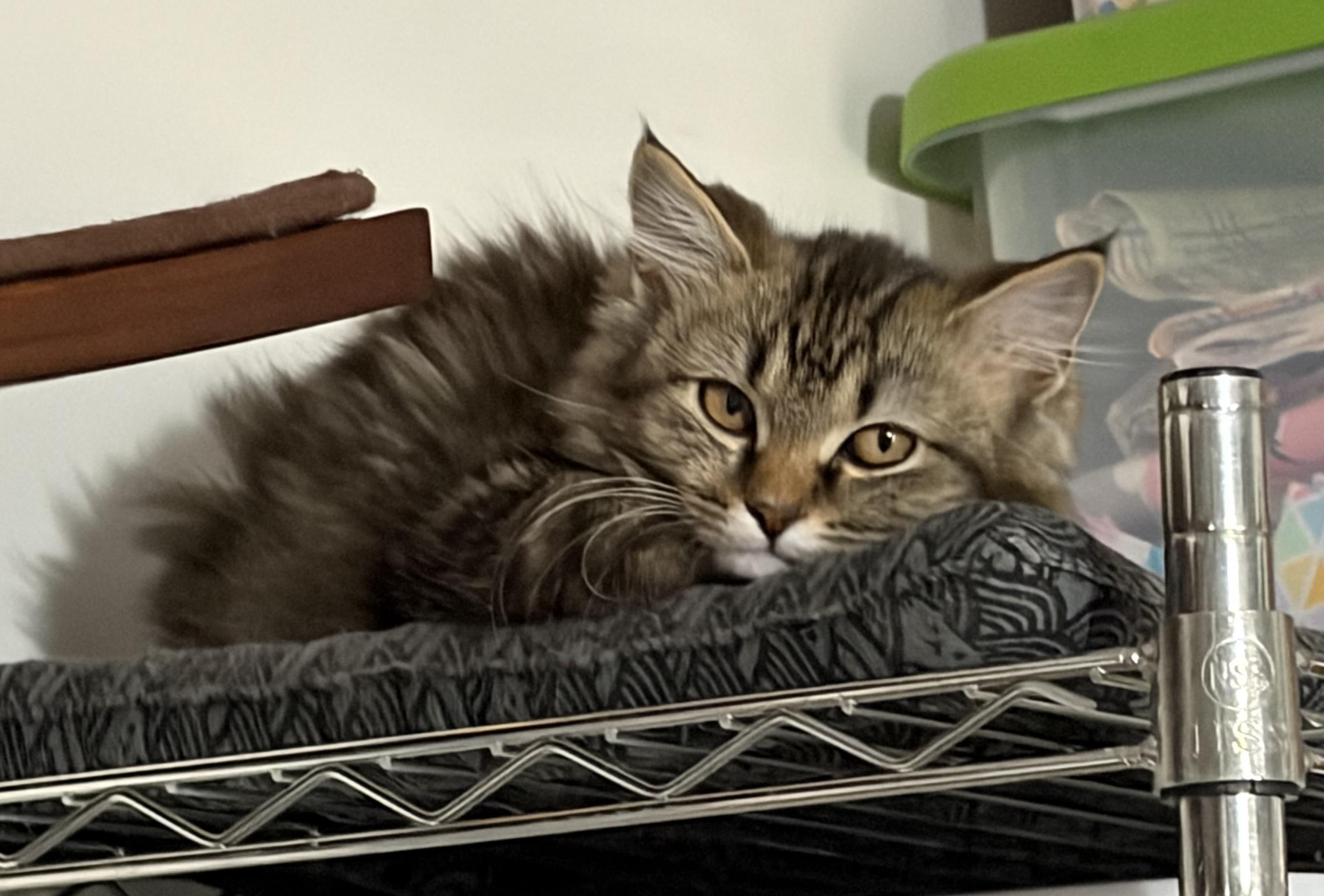 Enlarge Cuddles, a ADOPTABLE Domestic Long Hair in Murfreesboro, TN image 2/4