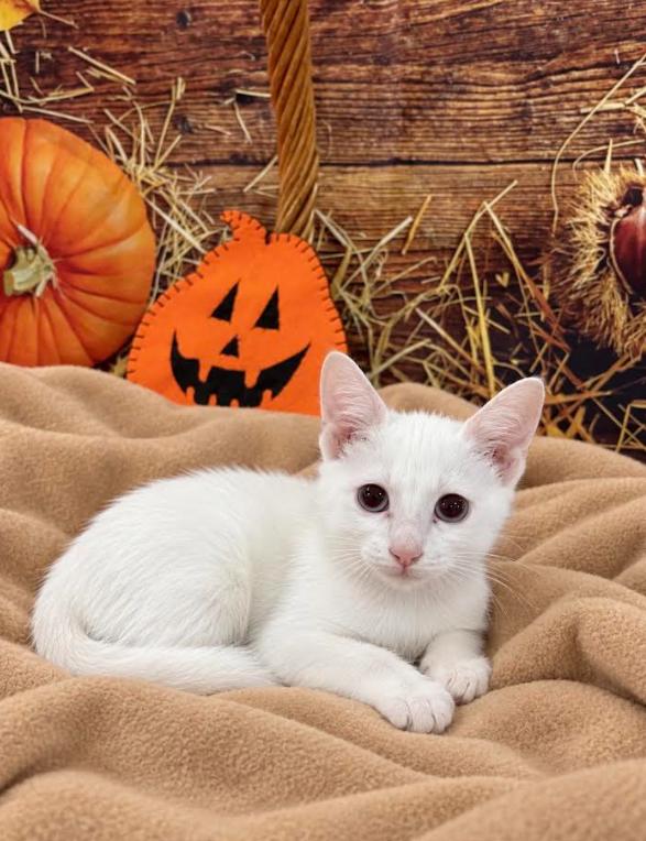 Buttons, Adoptable, Kitten Male Domestic Short Hair & Siamese.