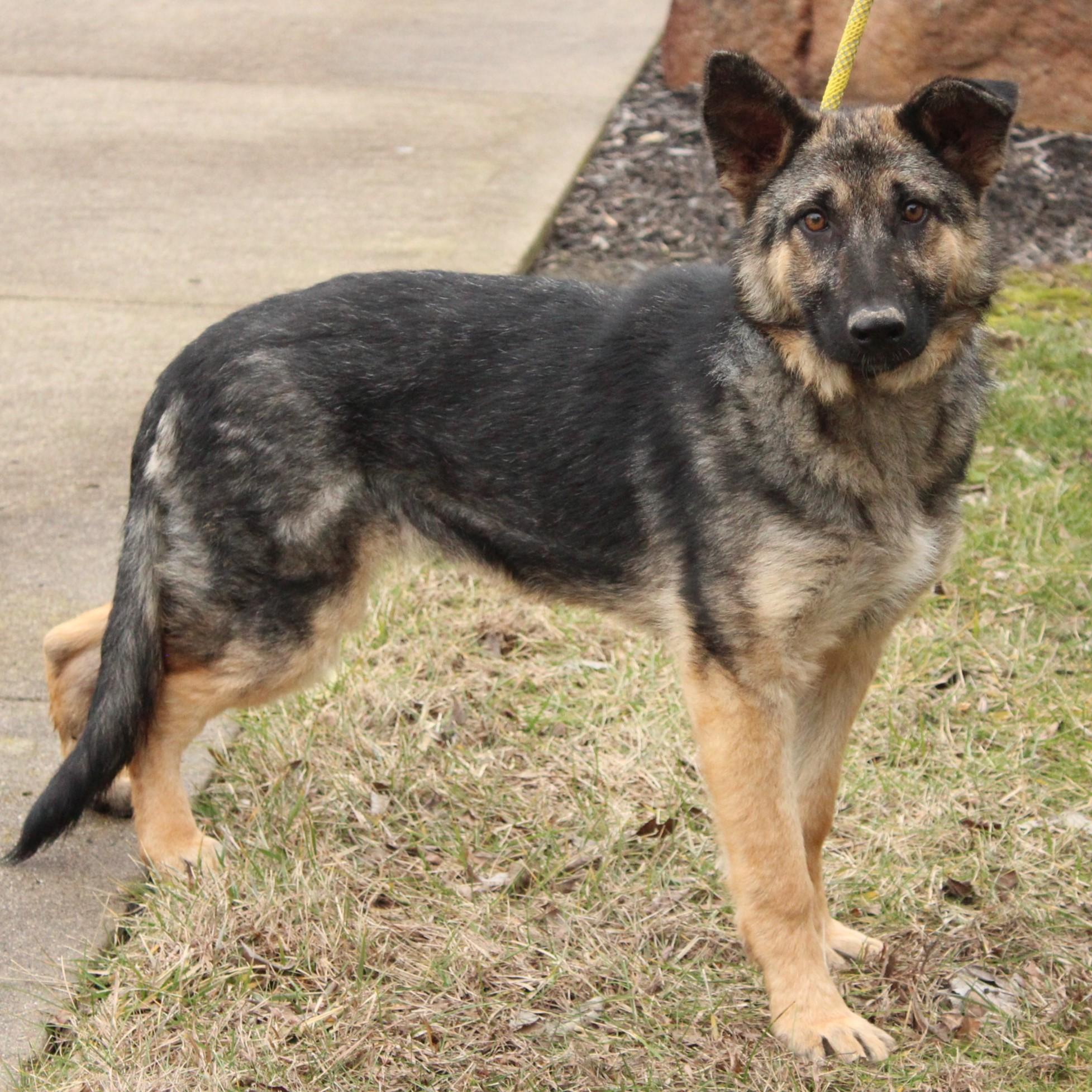 Ovidia, a ADOPTABLE German Shepherd Dog in Eaton, OH image 2/6