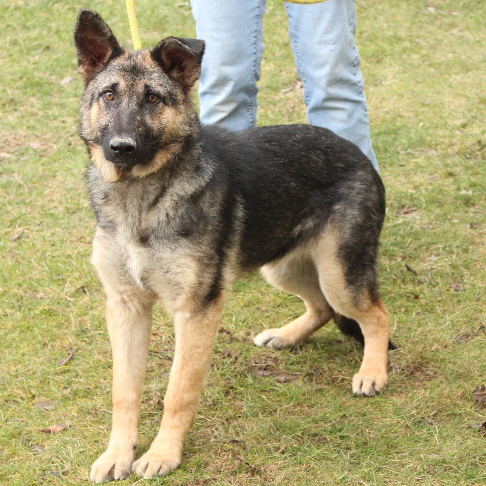 Ovidia, a ADOPTABLE German Shepherd Dog in Eaton, OH image 6/6