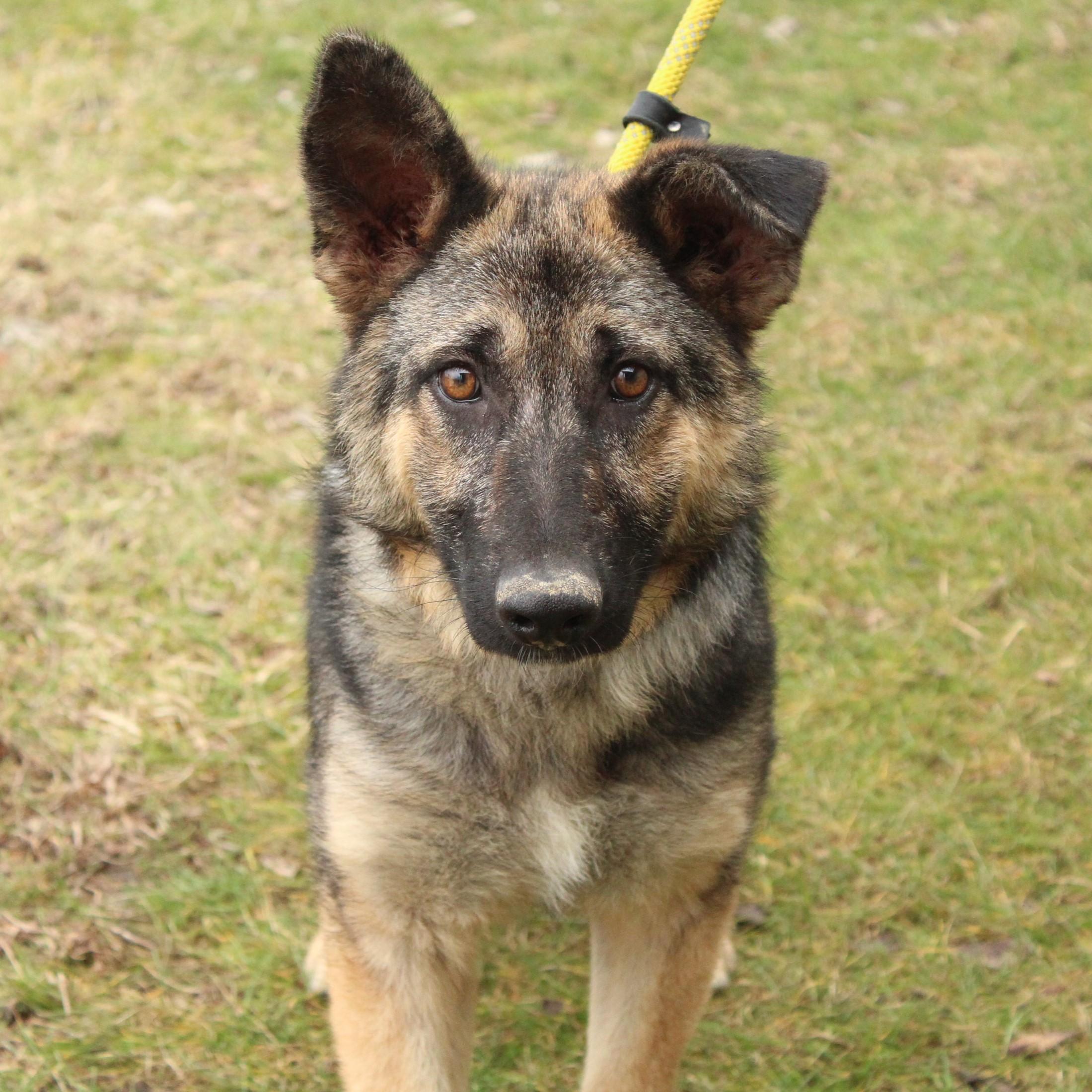 Ovidia, a ADOPTABLE German Shepherd Dog in Eaton, OH image 3/6