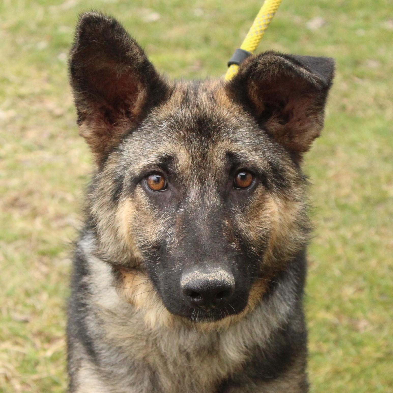Ovidia, ADOPTABLE, Young Female German Shepherd Dog.