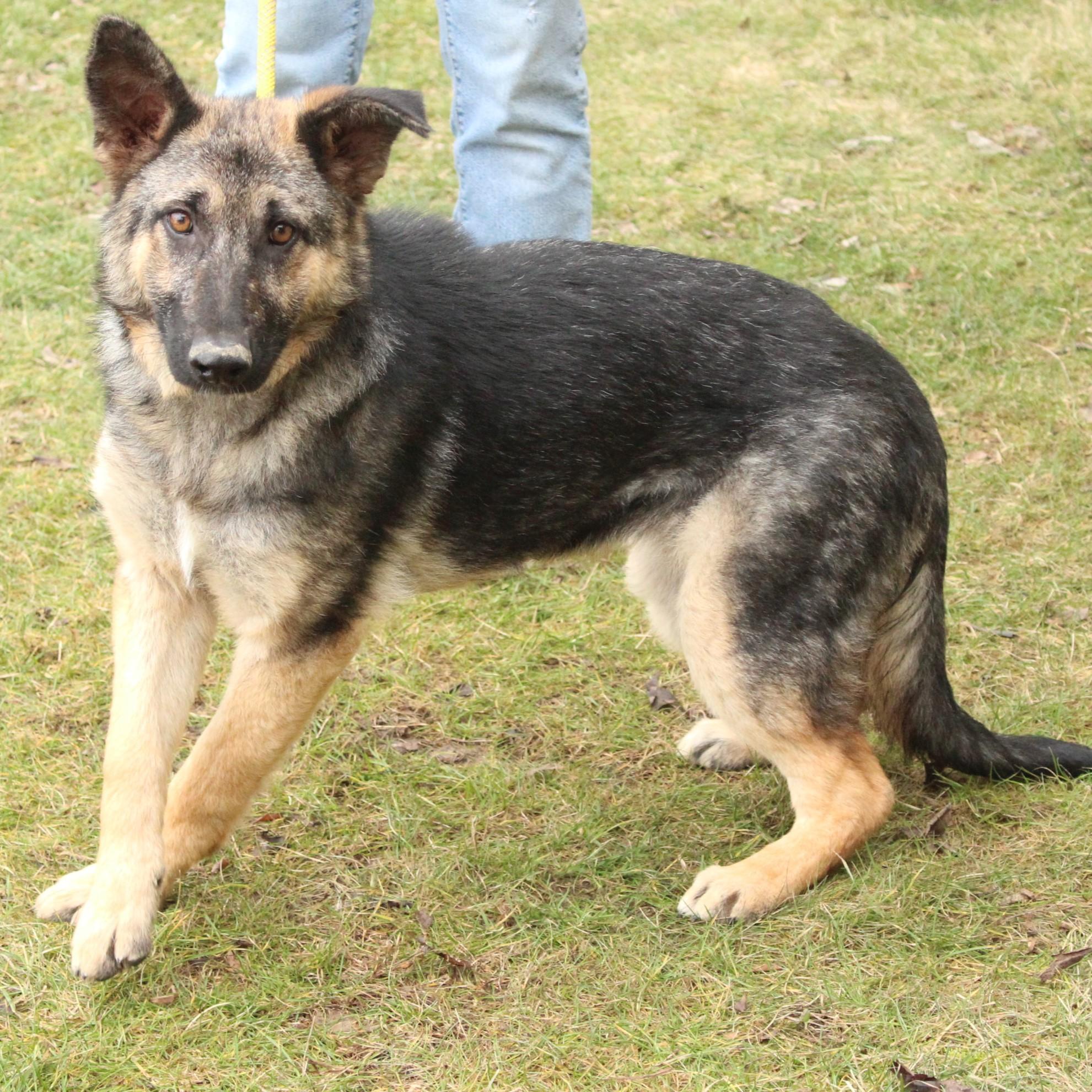 Ovidia, a ADOPTABLE German Shepherd Dog in Eaton, OH image 5/6