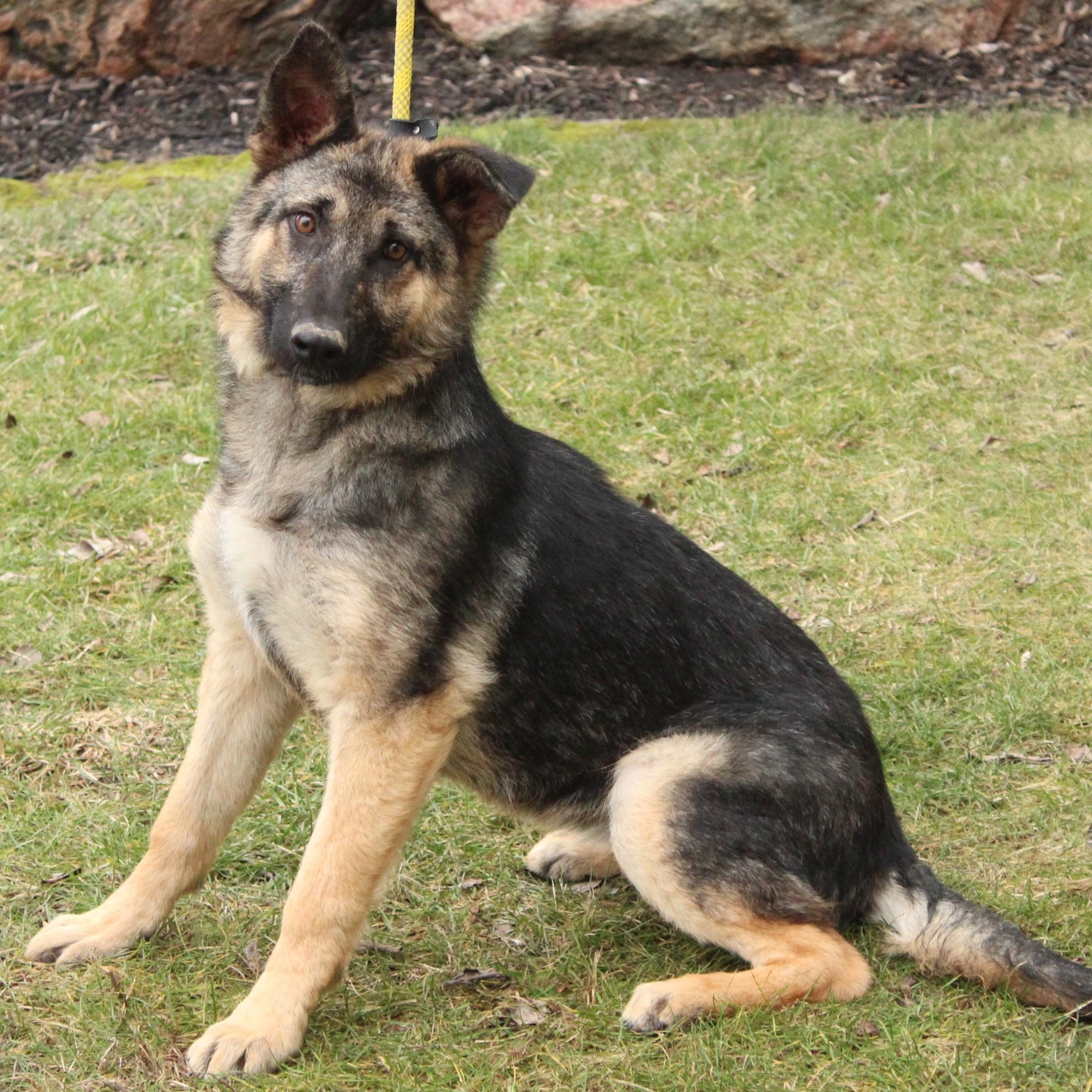 Ovidia, a ADOPTABLE German Shepherd Dog in Eaton, OH image 4/6