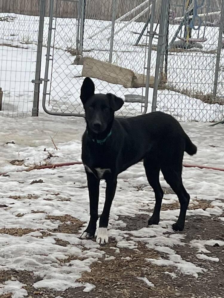 Frank, a Adoptable mixed breed in Bend, OR image 1/3