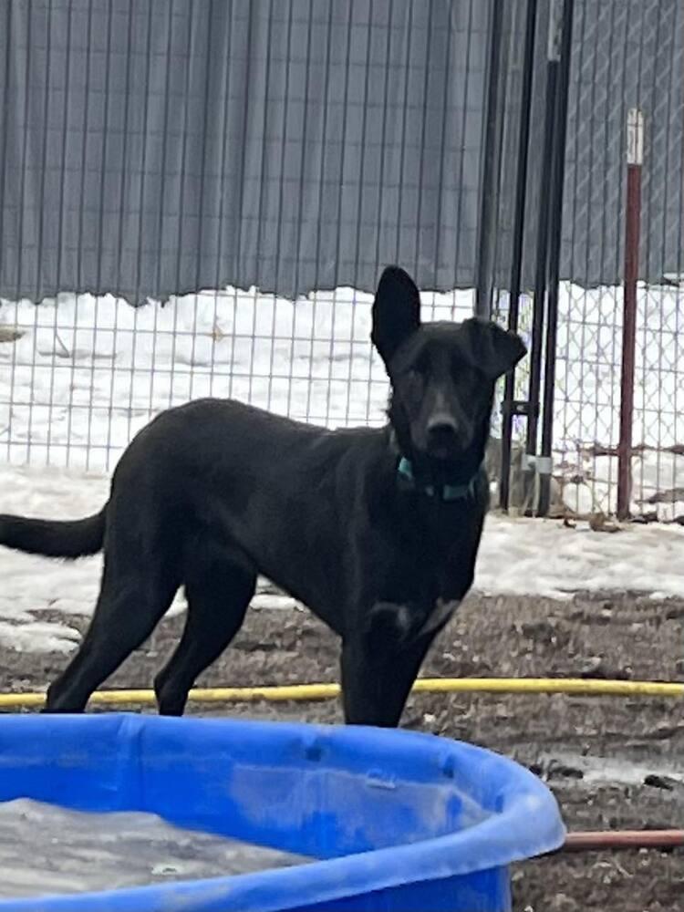 Frank, a Adoptable mixed breed in Bend, OR image 2/3