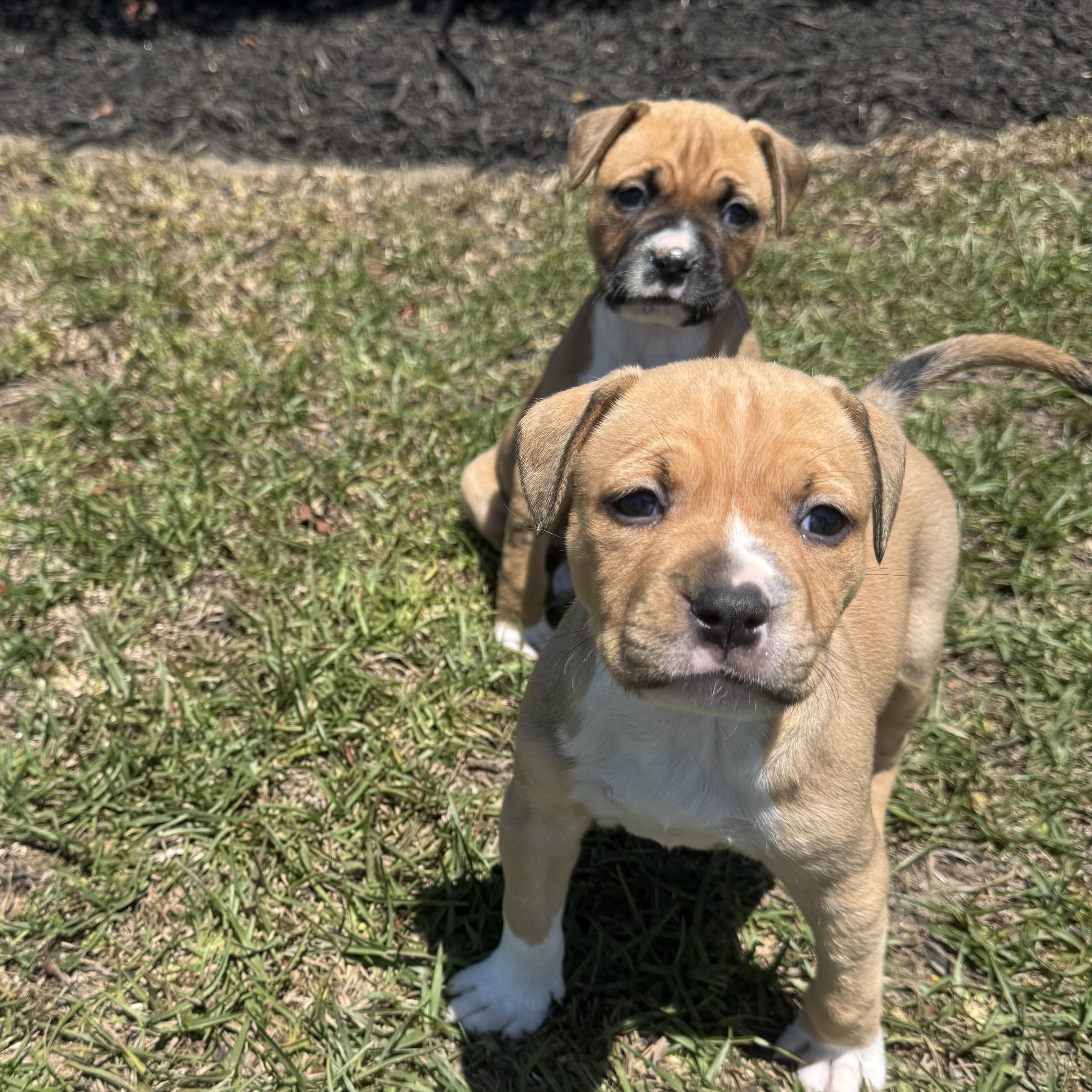 Honey, a ADOPTABLE mixed breed in Calabash, NC image 2/3
