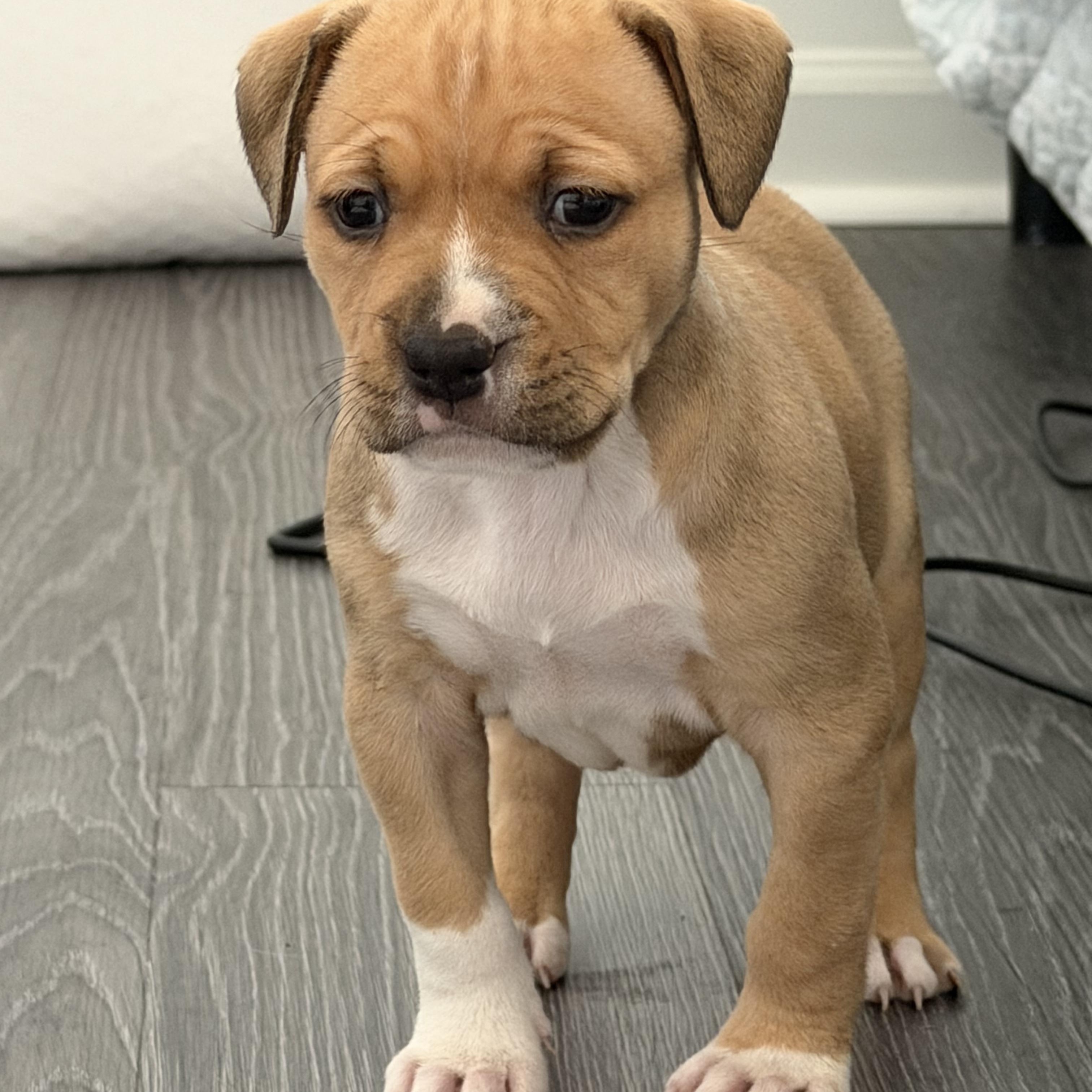 Honey, a ADOPTABLE mixed breed in Calabash, NC image 1/3