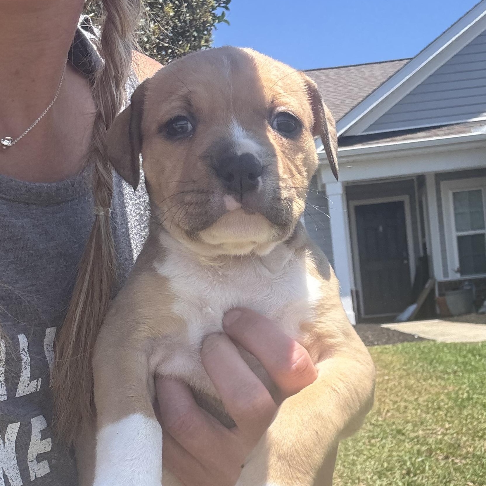 Honey, a ADOPTABLE mixed breed in Calabash, NC image 3/3