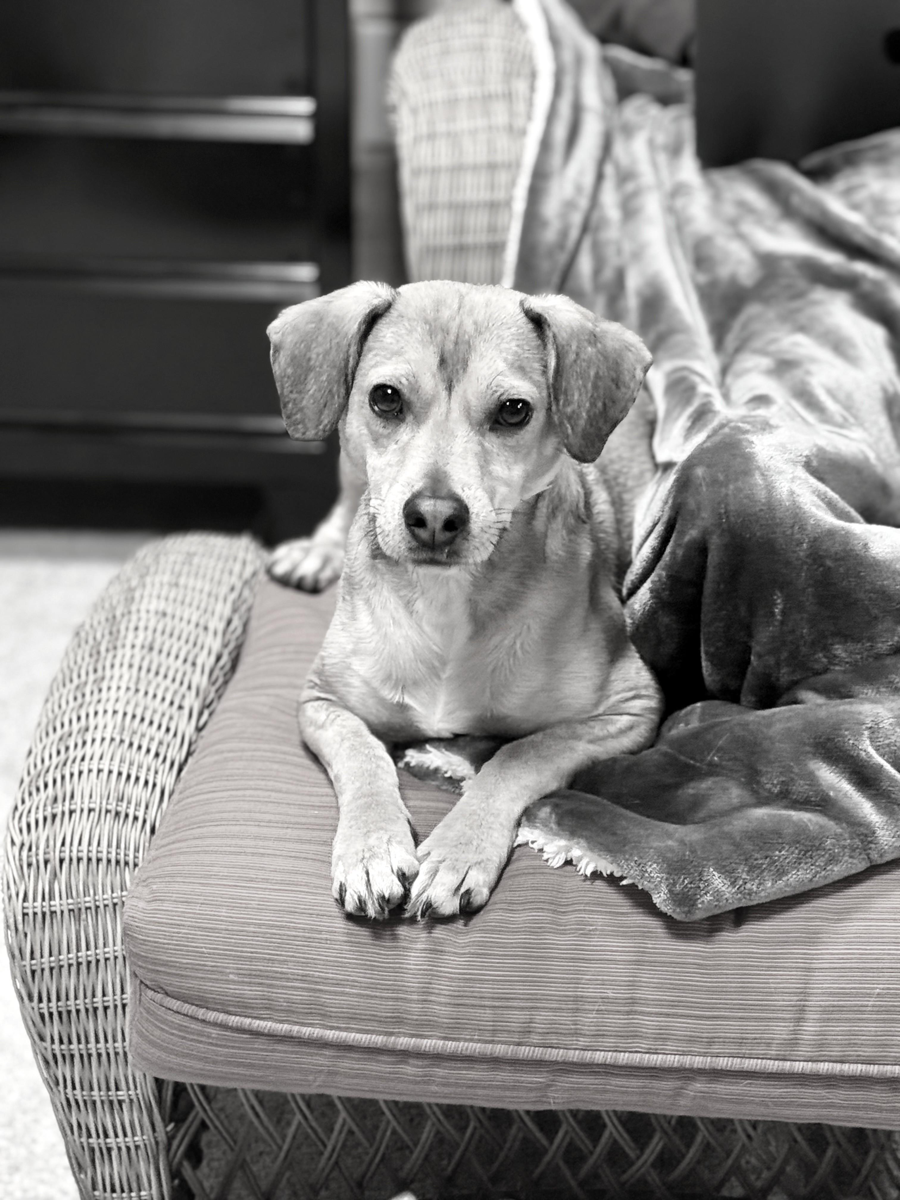 Snickers, ADOPTABLE, Adult Male Beagle & Chihuahua.