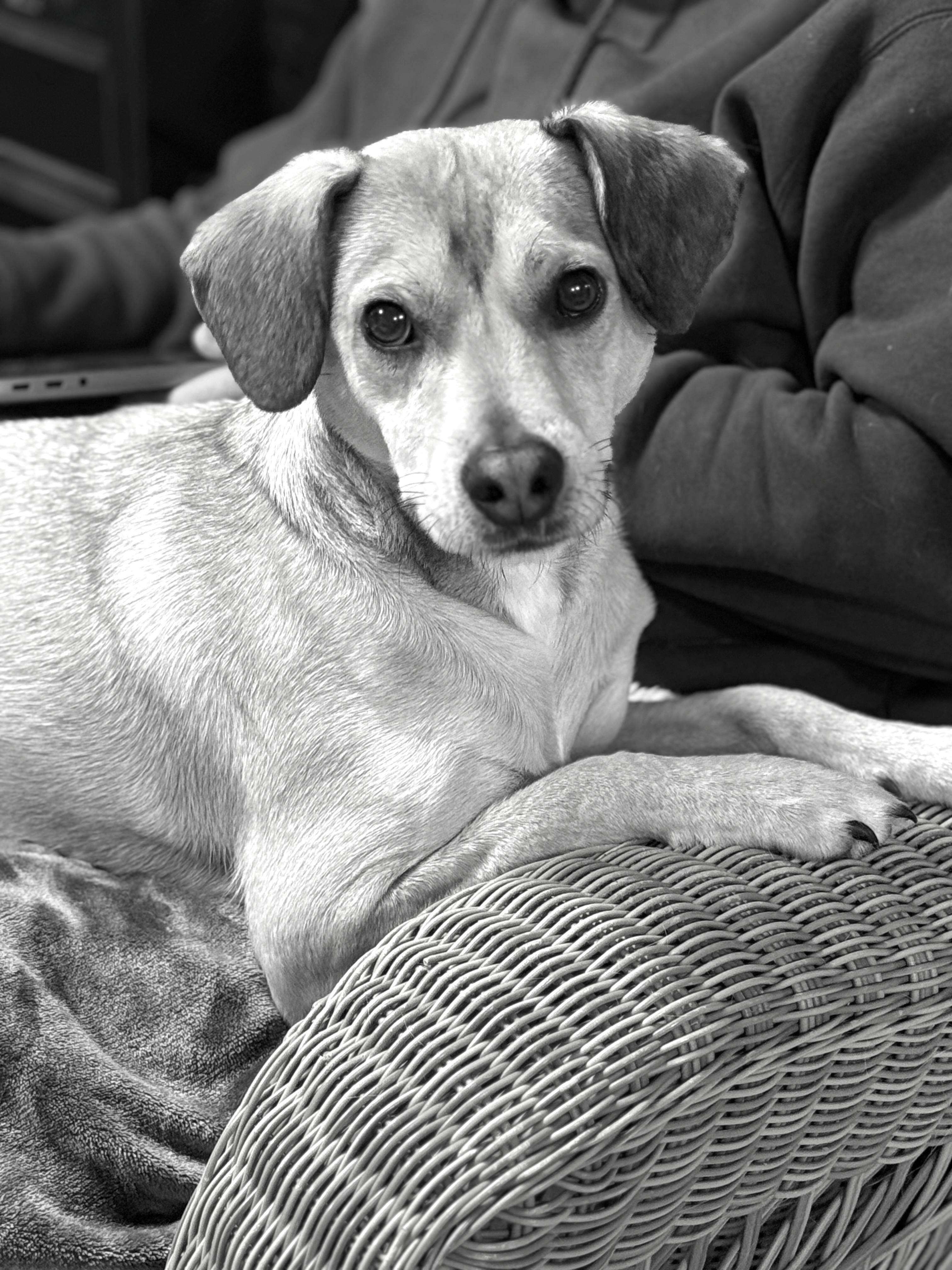 Enlarge Snickers, a ADOPTABLE mixed breed in Albany, NY image 4/4