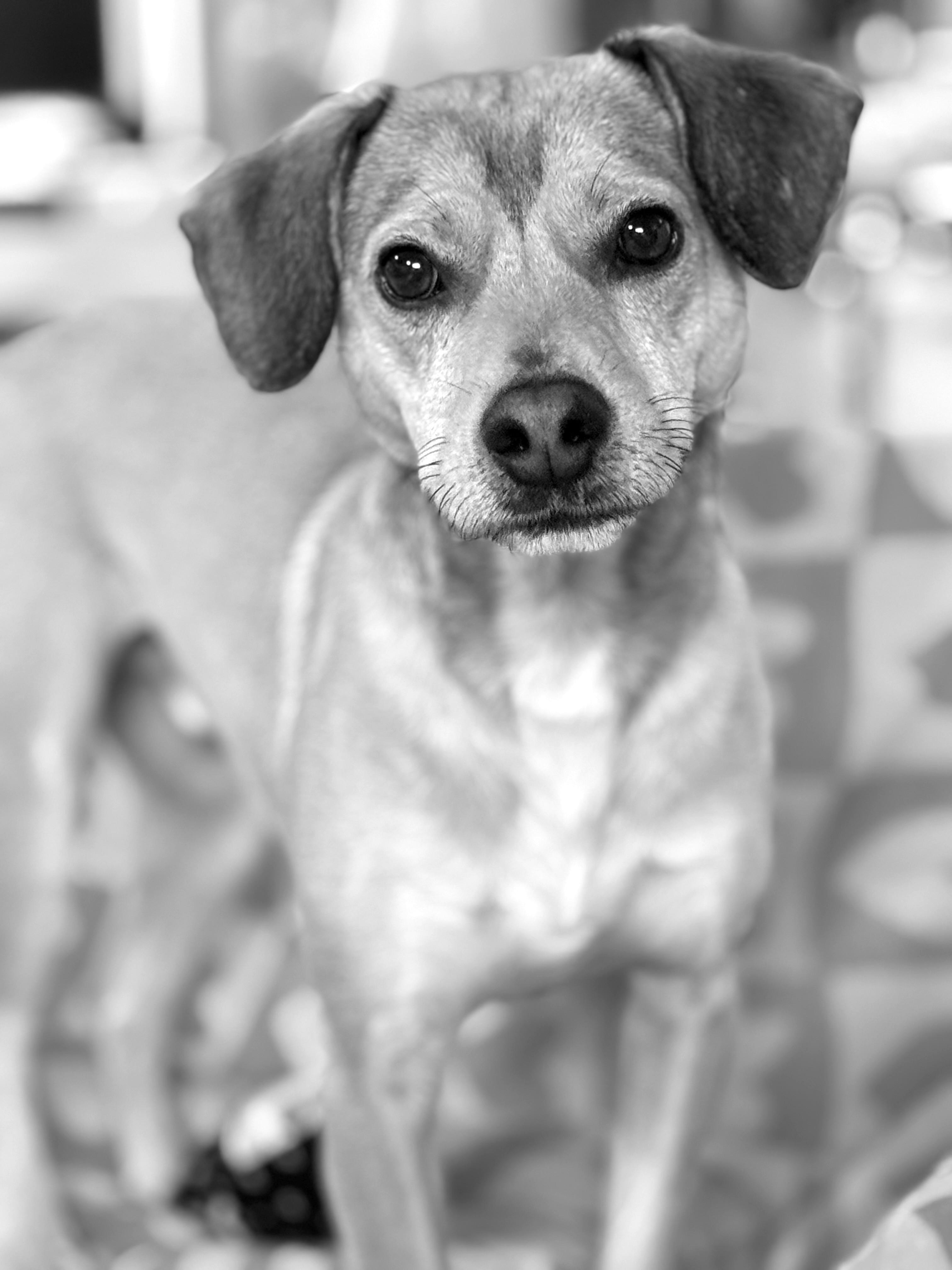 Enlarge Snickers, a ADOPTABLE mixed breed in Albany, NY image 3/4