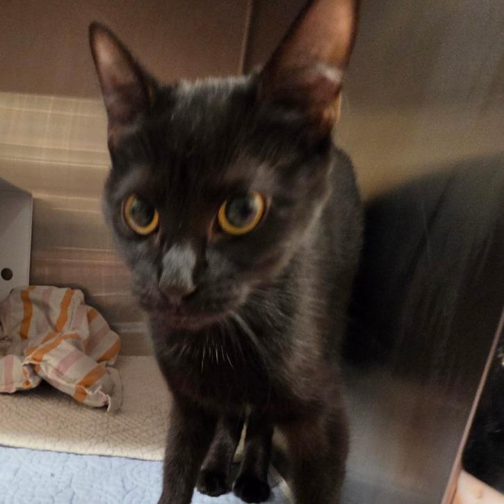 Tara (Lincoln 6), Adoptable, Young Female Domestic Short Hair.