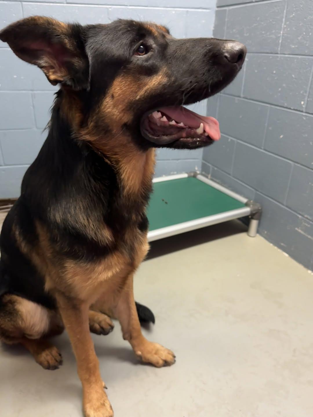 Tater, Adoptable, Young Male German Shepherd Dog.