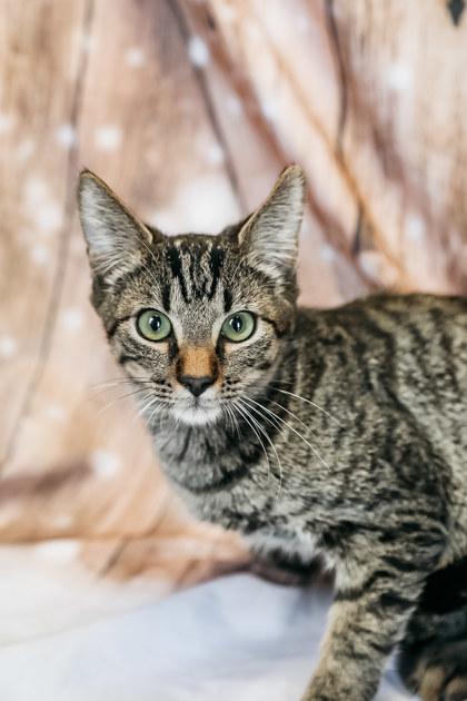 Agent 007, Adoptable, Kitten Male Domestic Short Hair & Domestic Short Hair.