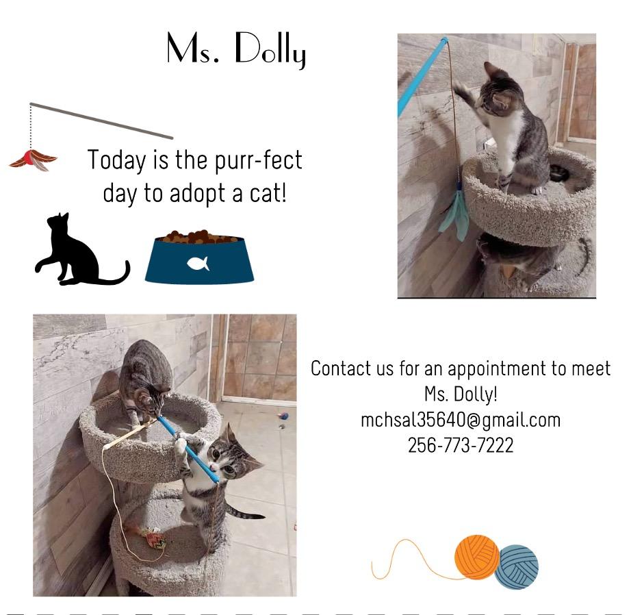 Miss Dolly, an adopted American Shorthair in Hartselle, AL_image-1
