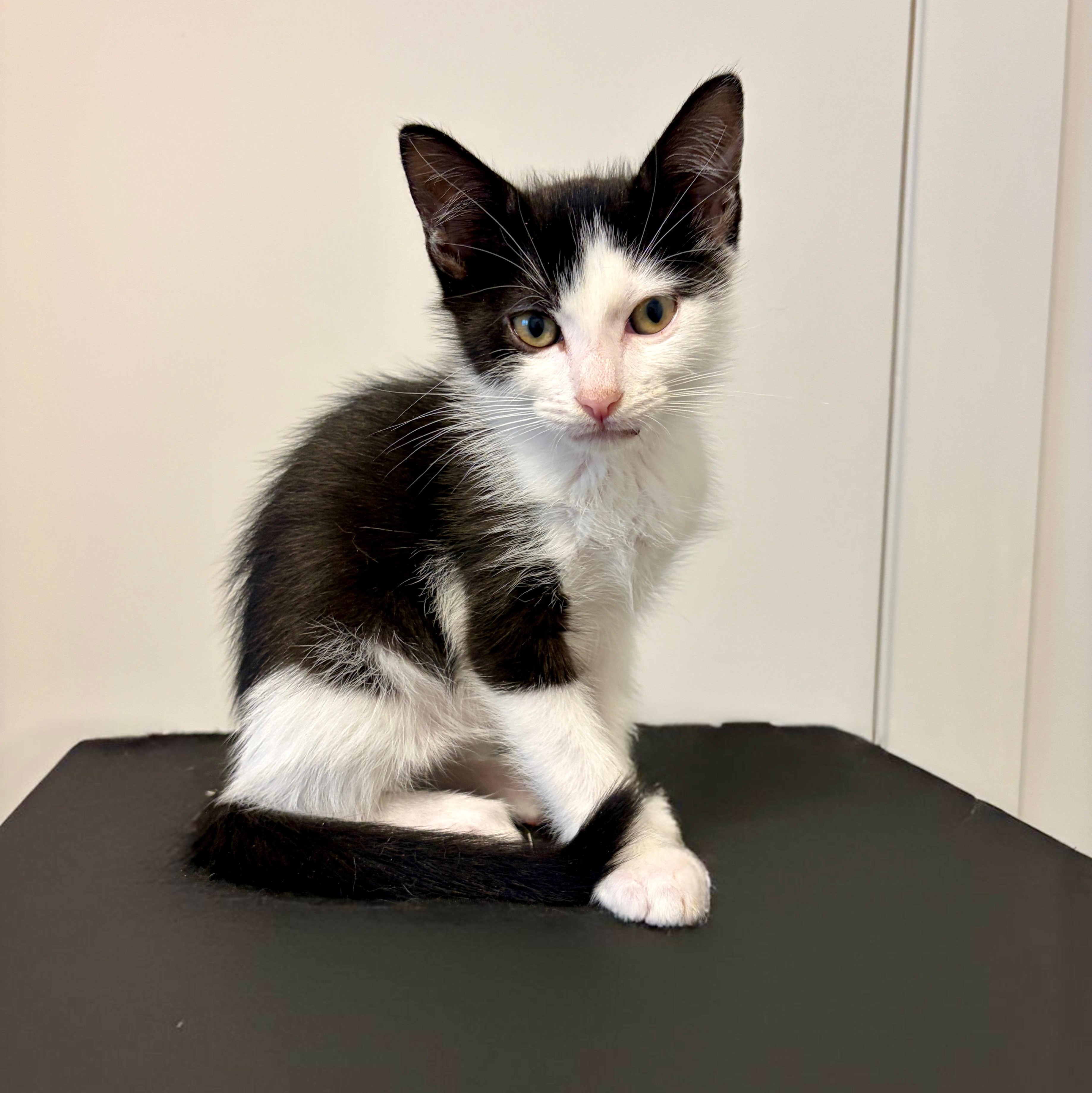 Scribble, a Adoptable mixed breed in Moriches, NY image 1/3