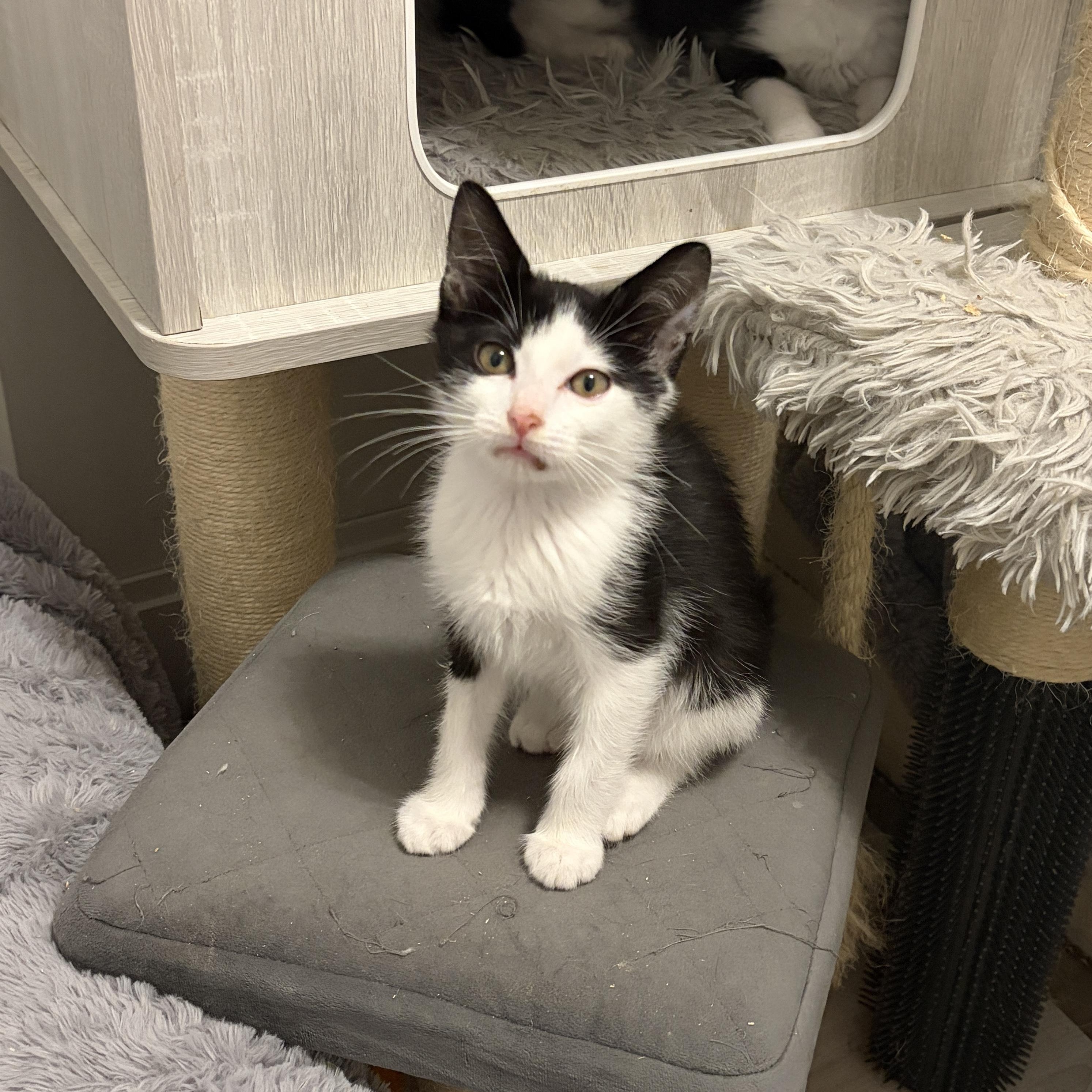 Scribble, a Adoptable mixed breed in Moriches, NY image 3/3