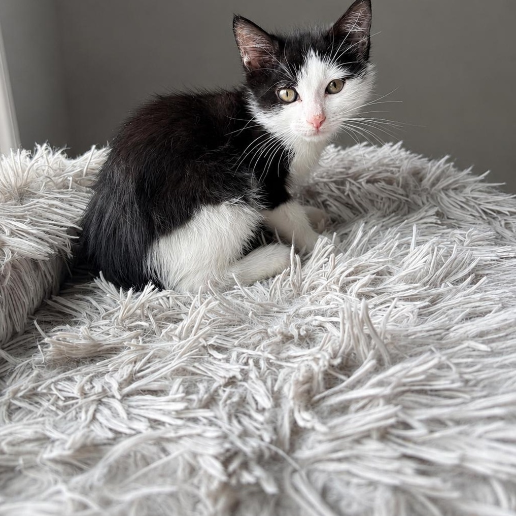 Scribble, a Adoptable mixed breed in Moriches, NY image 2/3
