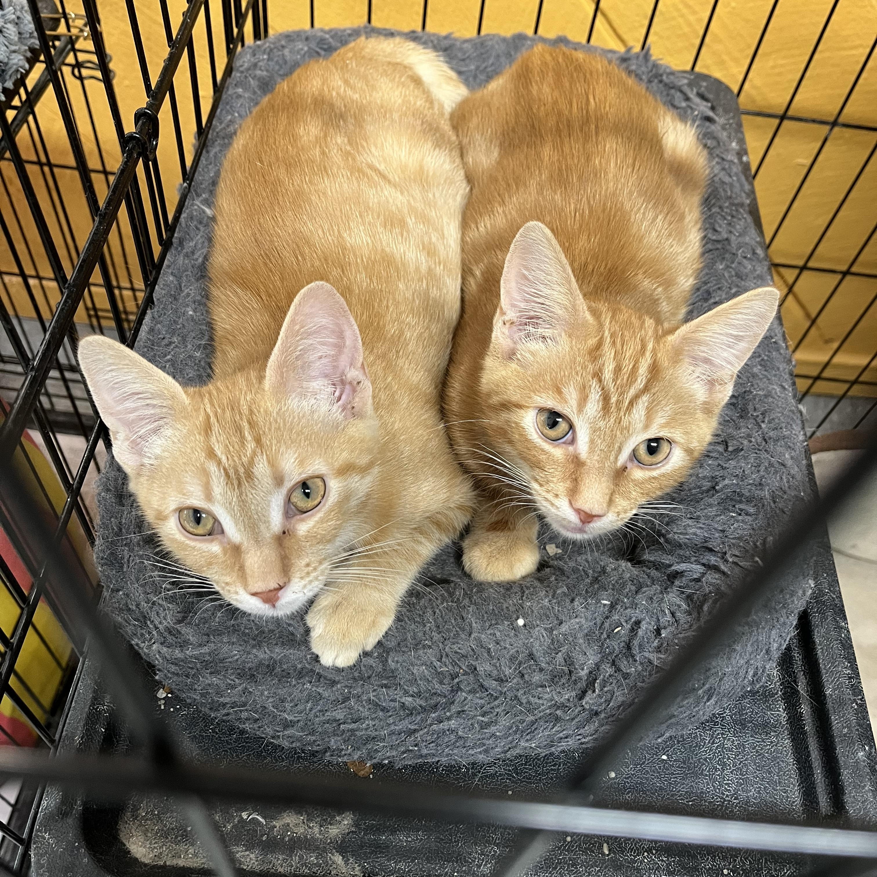 Enlarge MANGO & KUMQUAT-ADOPTION PENDING!!!, a Adoptable mixed breed in Madison Heights, MI image 1/1