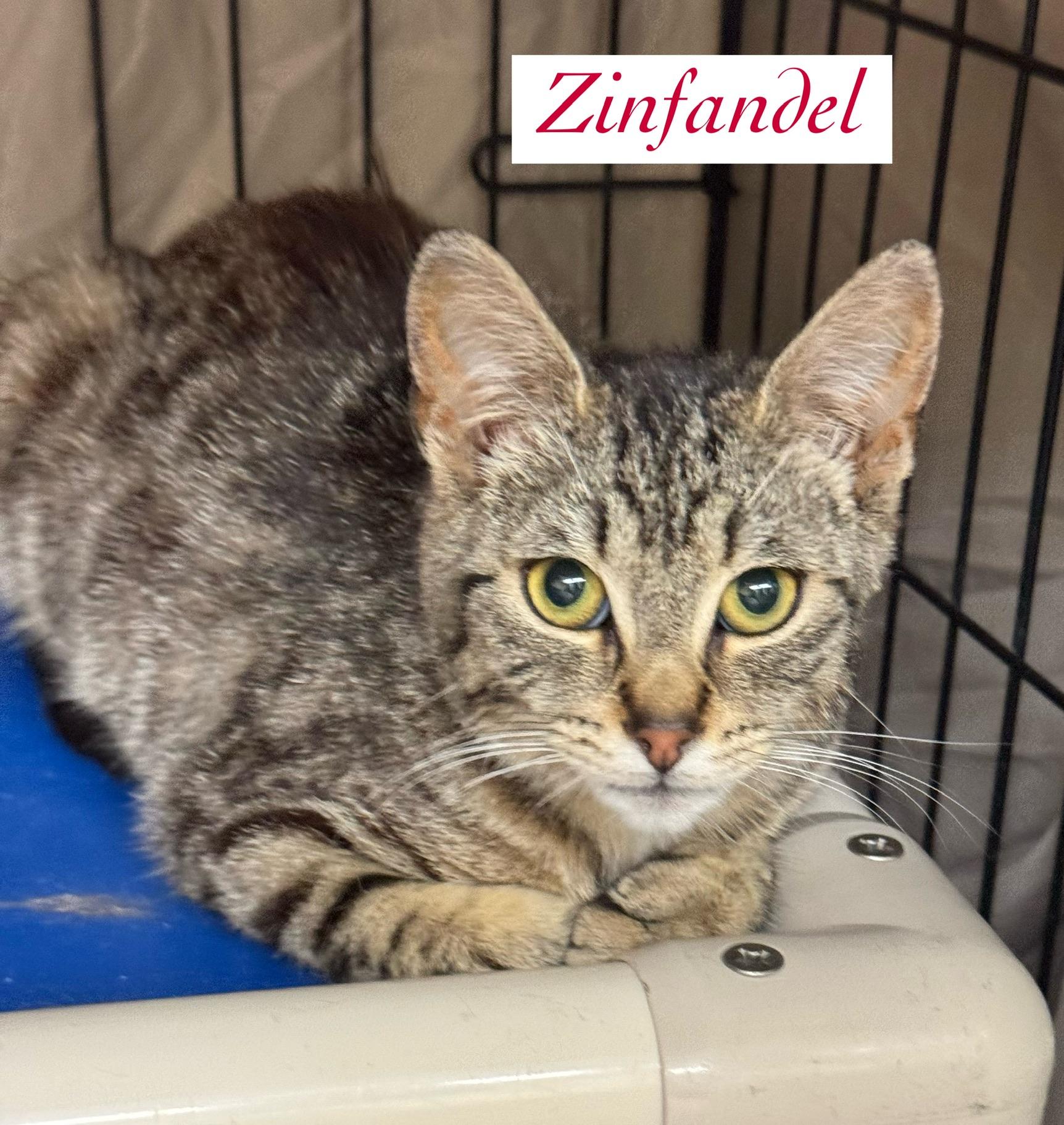 Zinfandel, a Adoptable Domestic Short Hair in Wantagh, NY image 2/2