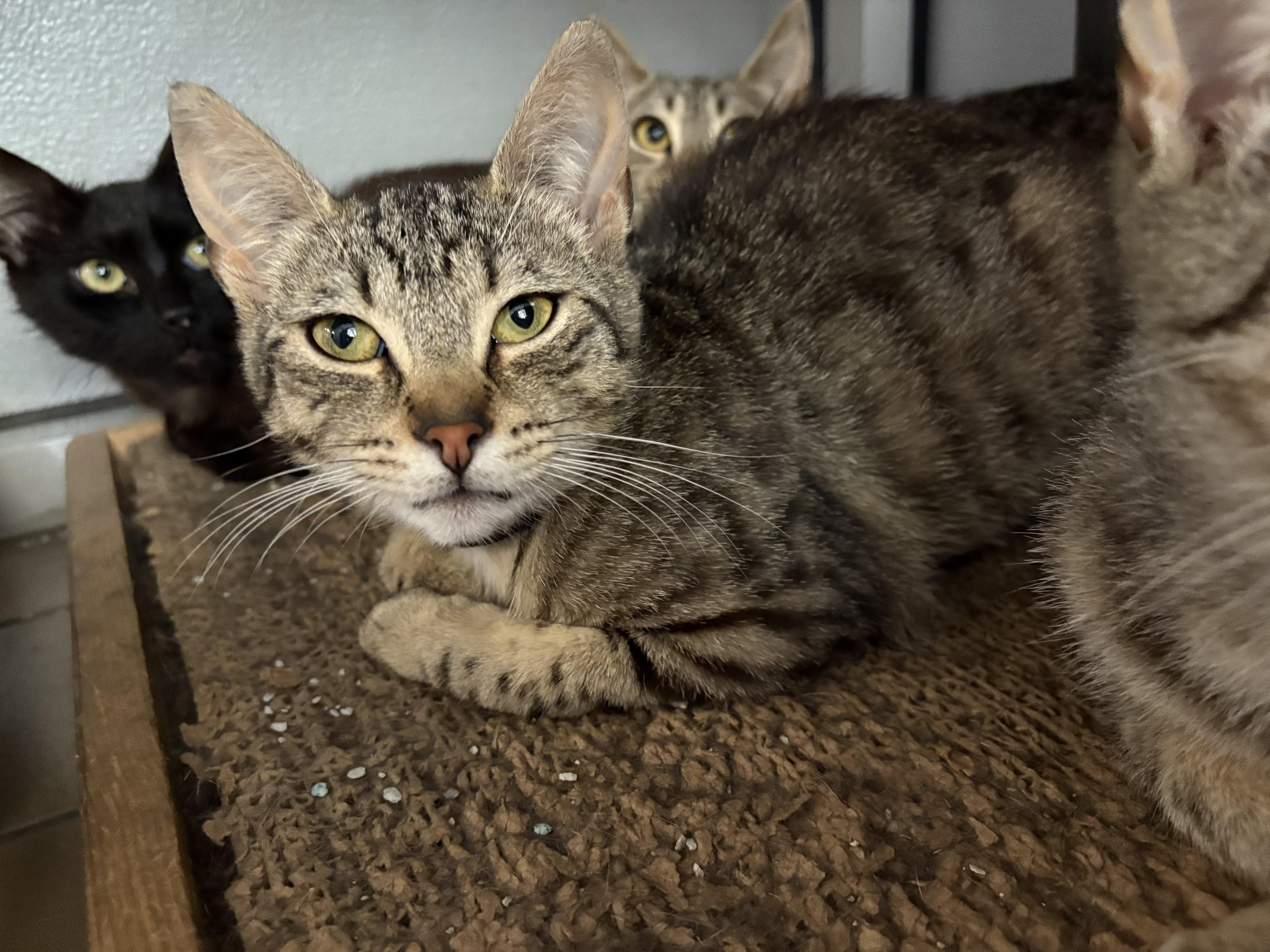 Zinfandel, a Adoptable Domestic Short Hair in Wantagh, NY image 1/2